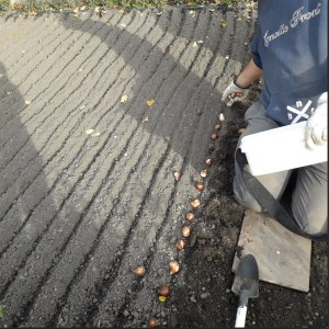 manualna vysadba cibulovin8